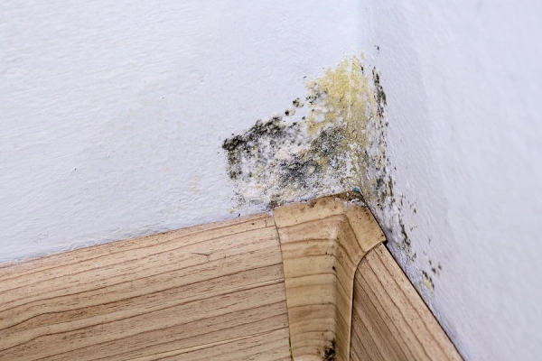All You Need to Know About Black Mold Damage