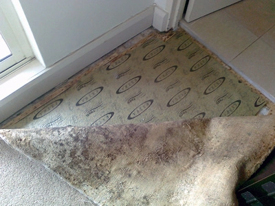 How to Reduce the Risk of Carpet Mold After Water Damage